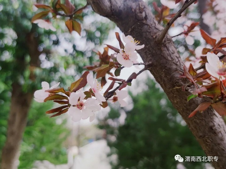 等待，在櫻花盛開(kāi)的春天！——西北新世紀(jì)學(xué)校賞櫻記！